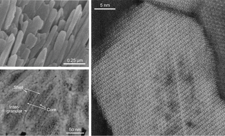 Dental Enamel Micrograph